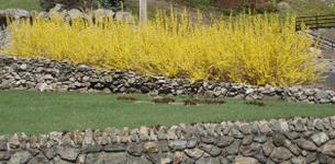Forsythia01