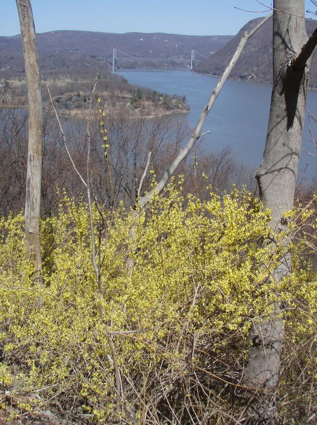 Forsythia02