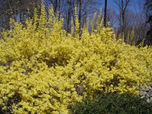 Forsythia03