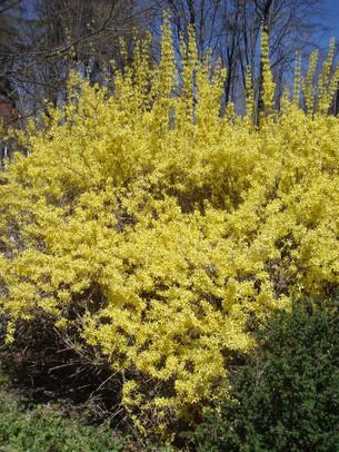 Forsythia04