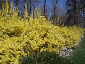 Forsythia05