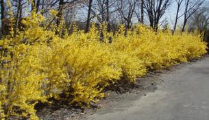 Forsythia07