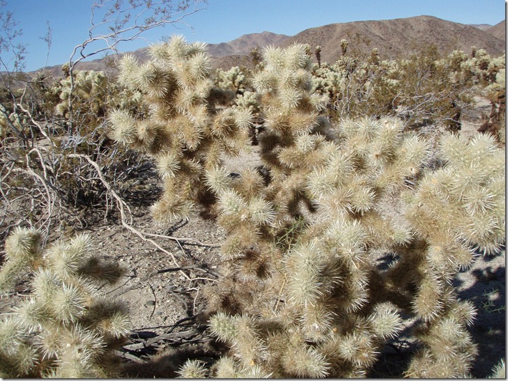 cactus