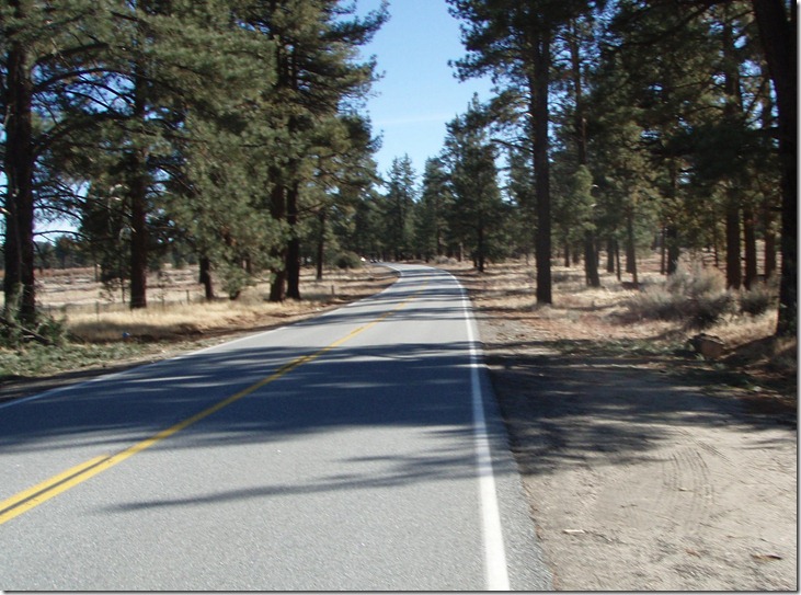ponderosa